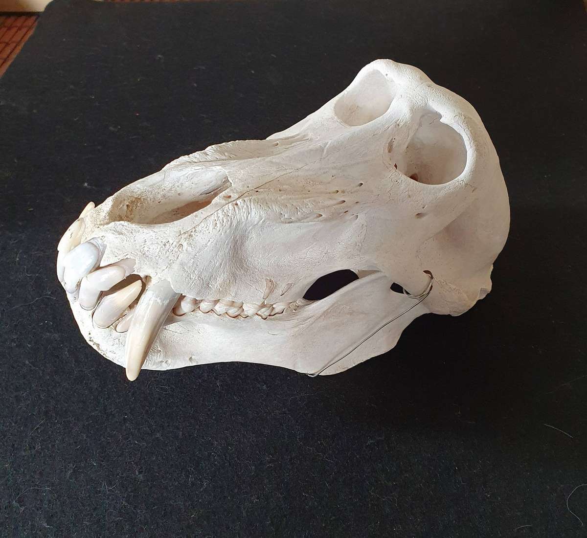 HUGE PAPIO URSINUS ( CHACMA BABOON ) SKULL WITH MASSIVE CANINE TEETH.