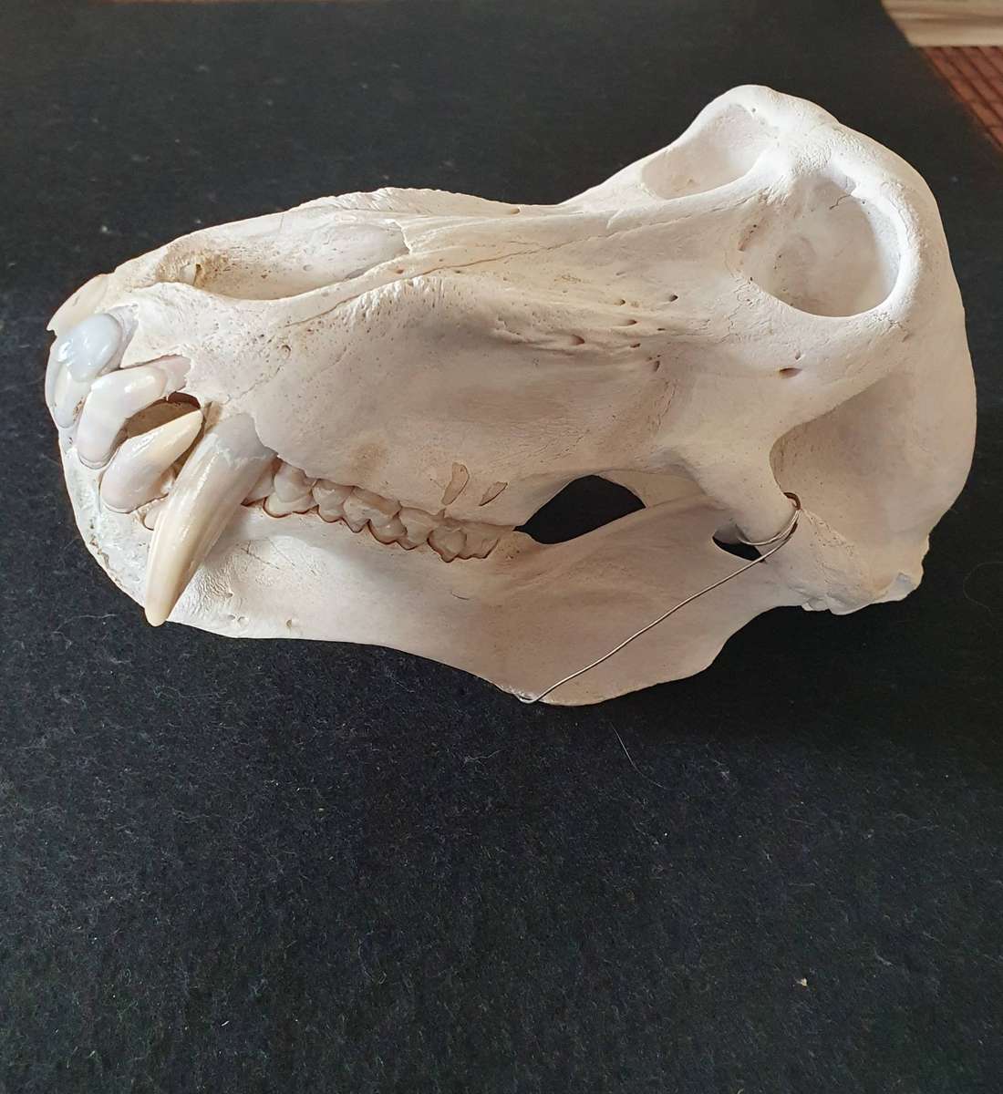HUGE PAPIO URSINUS ( CHACMA BABOON ) SKULL WITH MASSIVE CANINE TEETH.