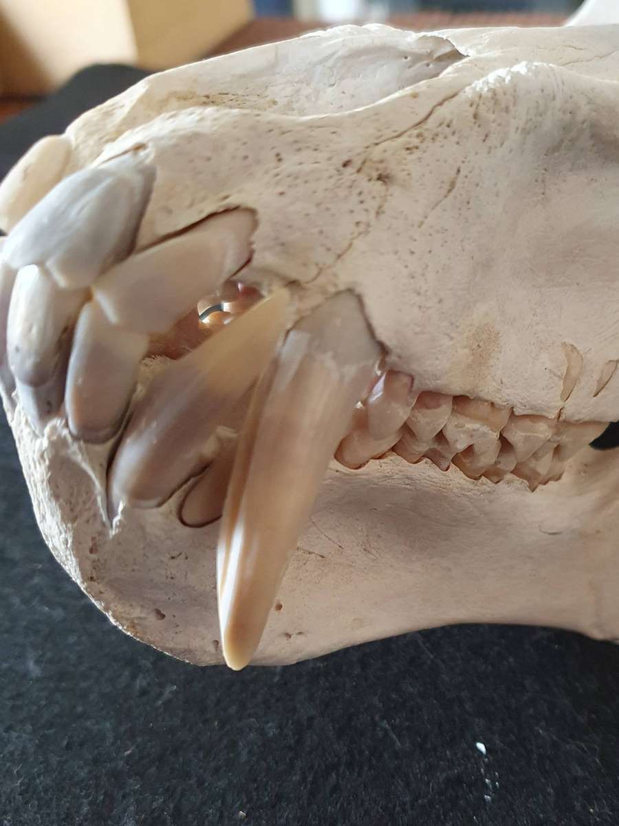 HUGE PAPIO URSINUS ( CHACMA BABOON ) SKULL WITH MASSIVE CANINE TEETH.
