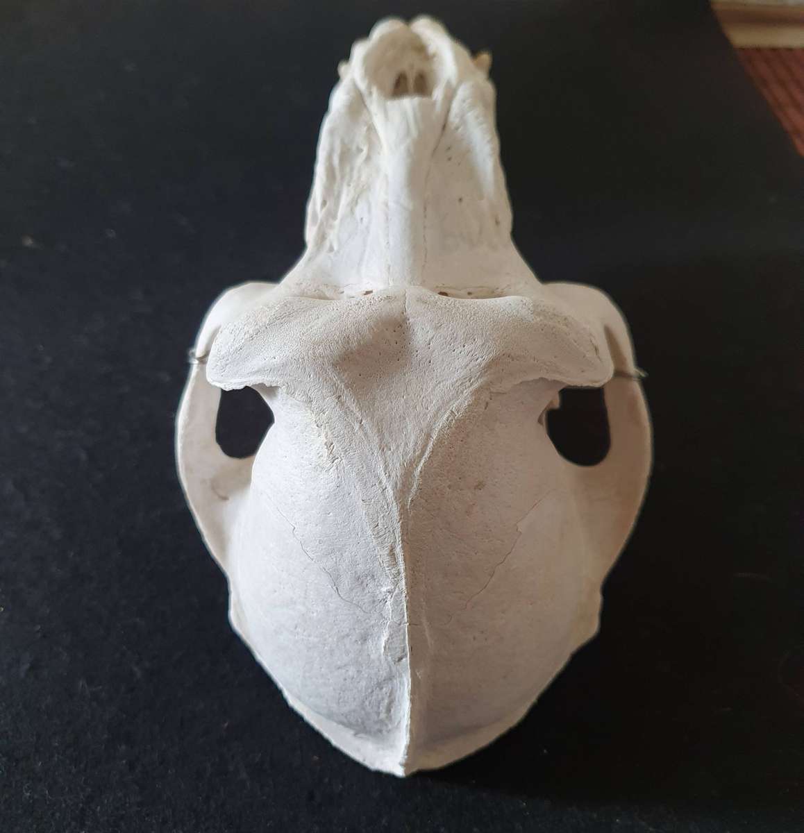 HUGE PAPIO URSINUS ( CHACMA BABOON ) SKULL WITH MASSIVE CANINE TEETH.