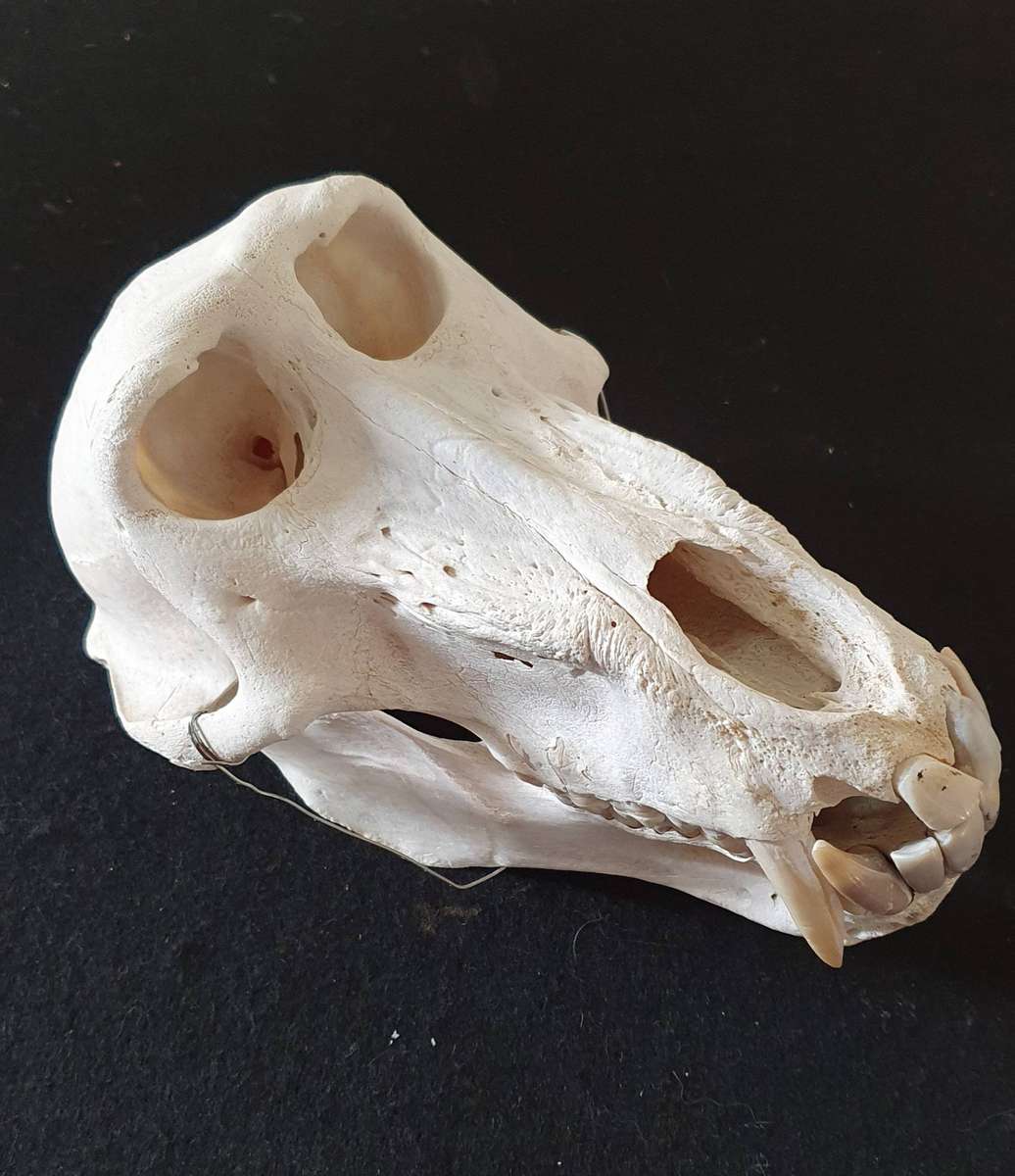 HUGE PAPIO URSINUS ( CHACMA BABOON ) SKULL WITH MASSIVE CANINE TEETH.