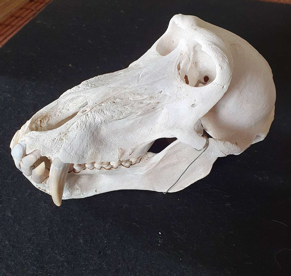 HUGE PAPIO URSINUS ( CHACMA BABOON ) SKULL WITH MASSIVE CANINE TEETH.