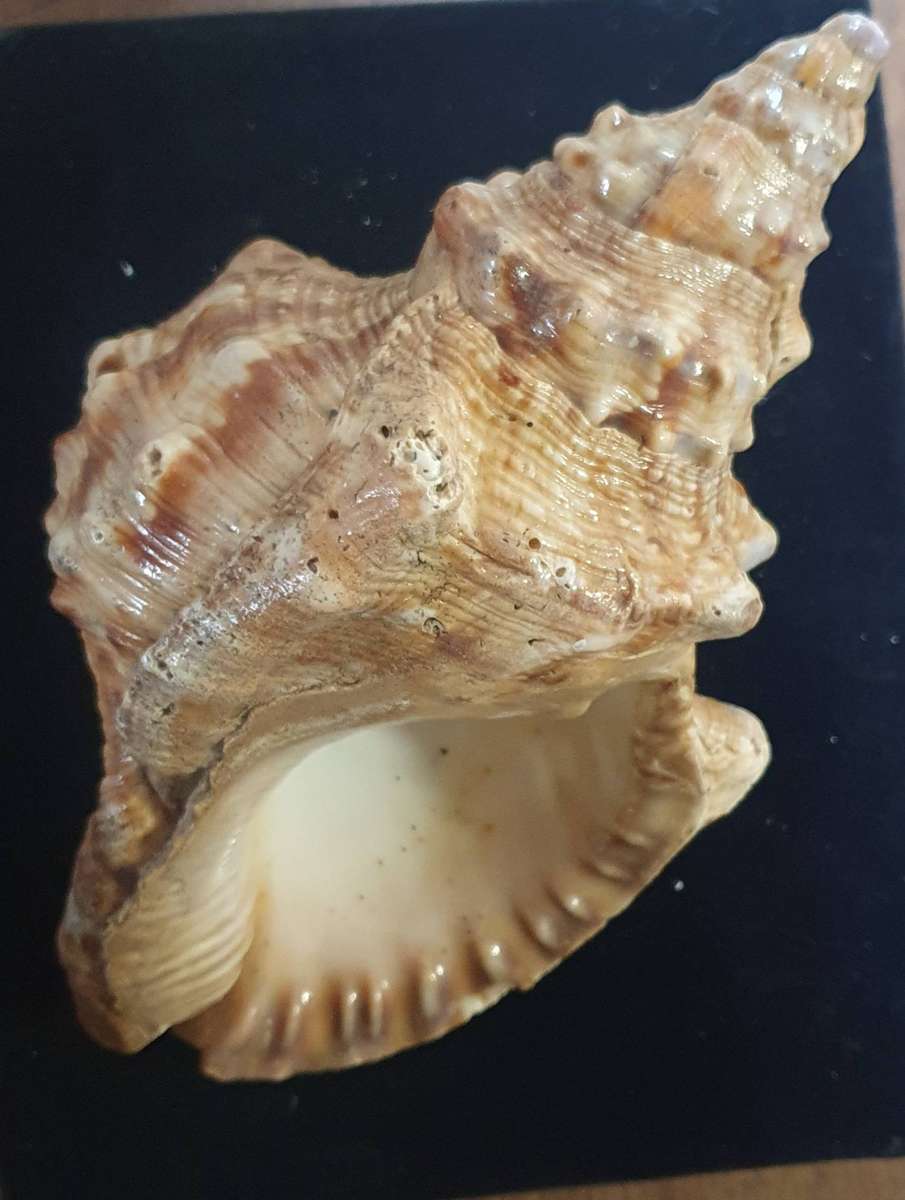 MASSIVE CHARONIA LAMPAS SHELL.  OVER 50 YEARS OLD. 240mm LONG X 140mm WIDE X 110mm HIGH.