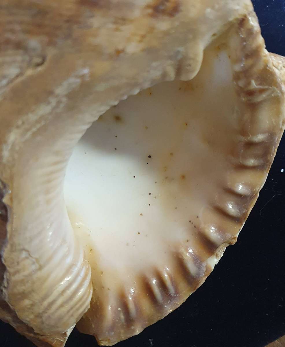 MASSIVE CHARONIA LAMPAS SHELL.  OVER 50 YEARS OLD. 240mm LONG X 140mm WIDE X 110mm HIGH.