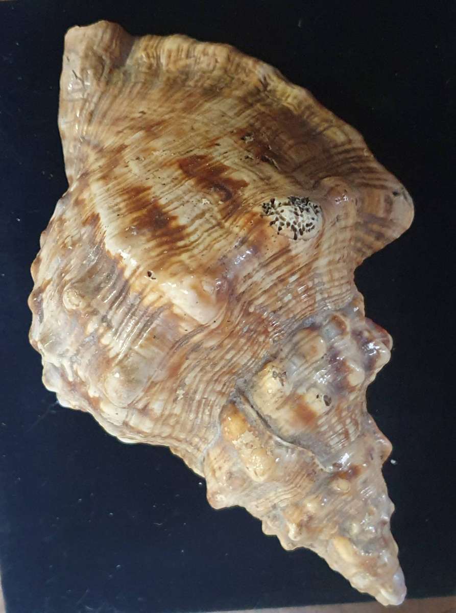 MASSIVE CHARONIA LAMPAS SHELL.  OVER 50 YEARS OLD. 240mm LONG X 140mm WIDE X 110mm HIGH.