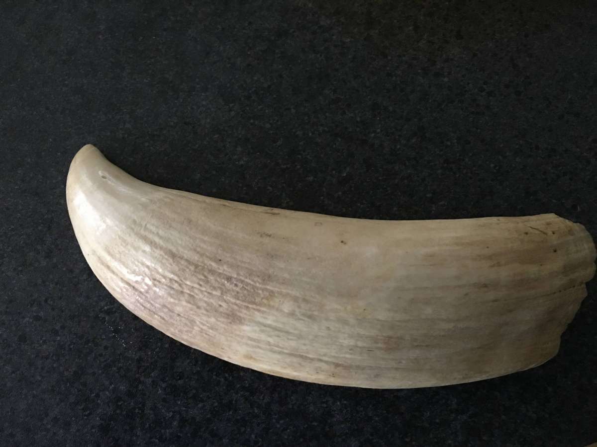 VINTAGE SPERM WHALE TOOTH