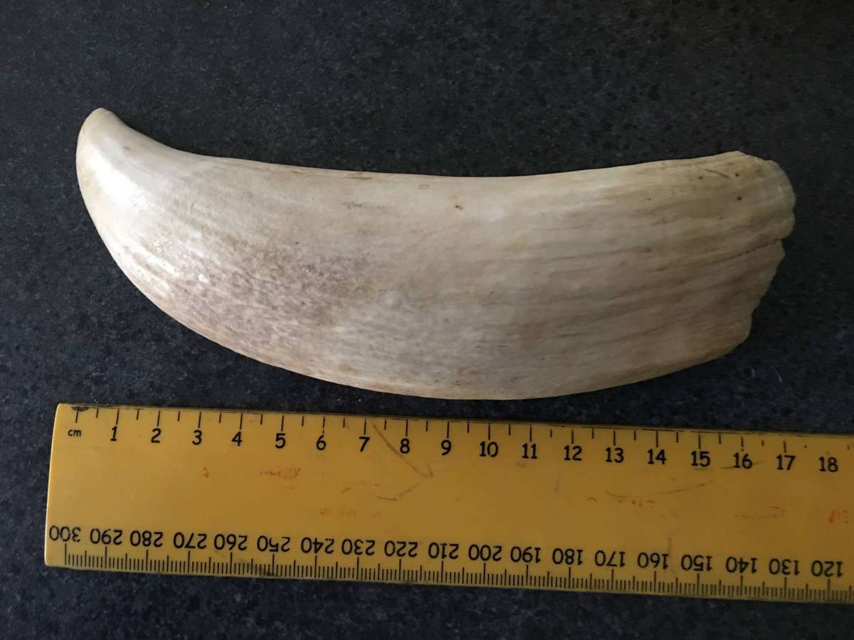 VINTAGE SPERM WHALE TOOTH