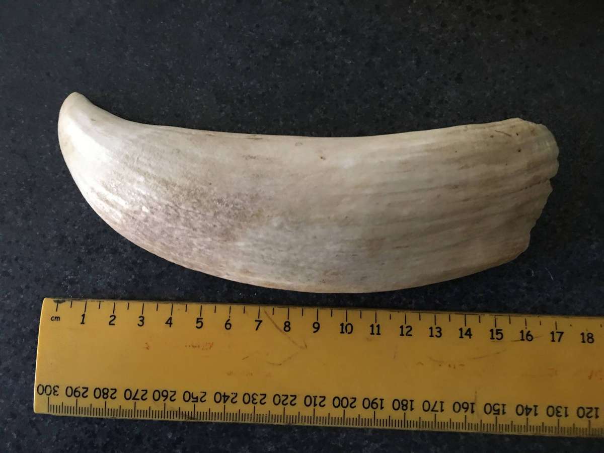 VINTAGE SPERM WHALE TOOTH