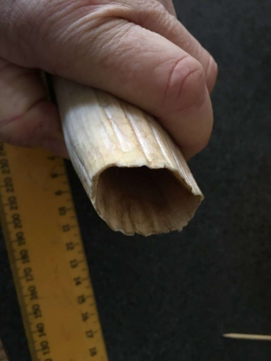 VINTAGE SPERM WHALE TOOTH