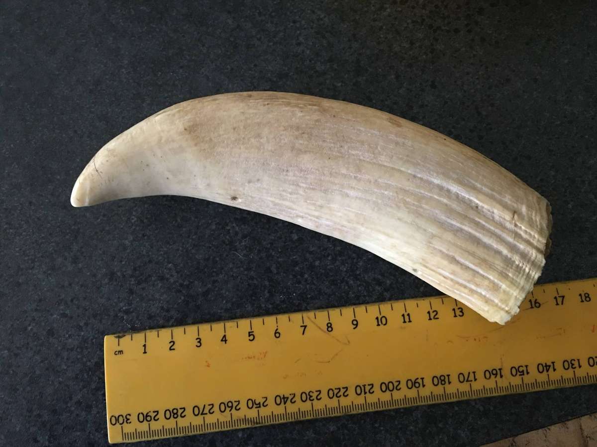 VINTAGE SPERM WHALE TOOTH