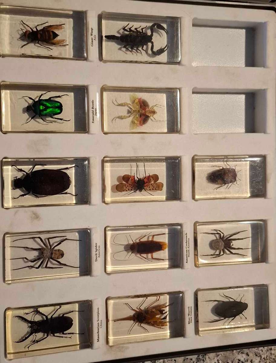 **Early Close 9PM**- National Geographic - Resin Cast Bug set