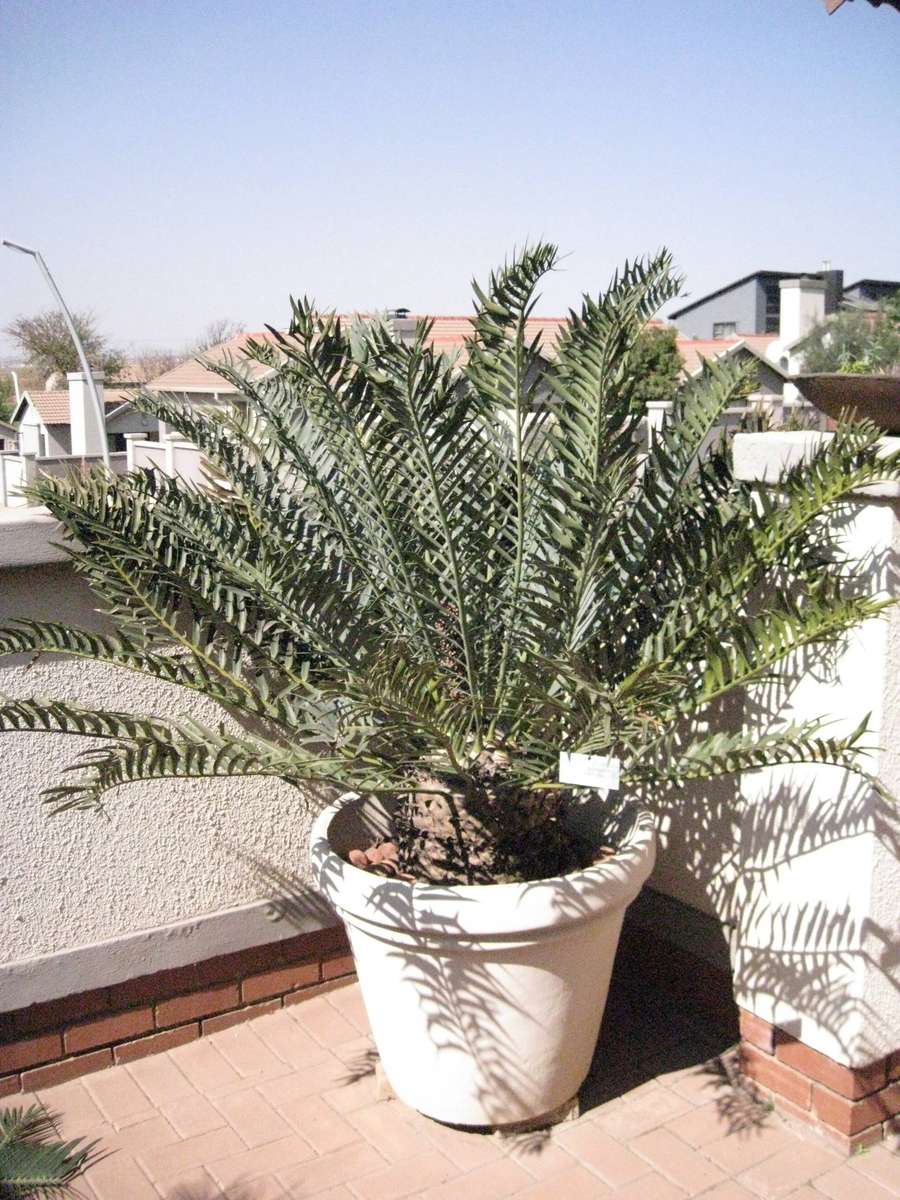 CYCAD: TRISPINOSUS IN LOVELY BIG POT - 32 YEARS - MALE