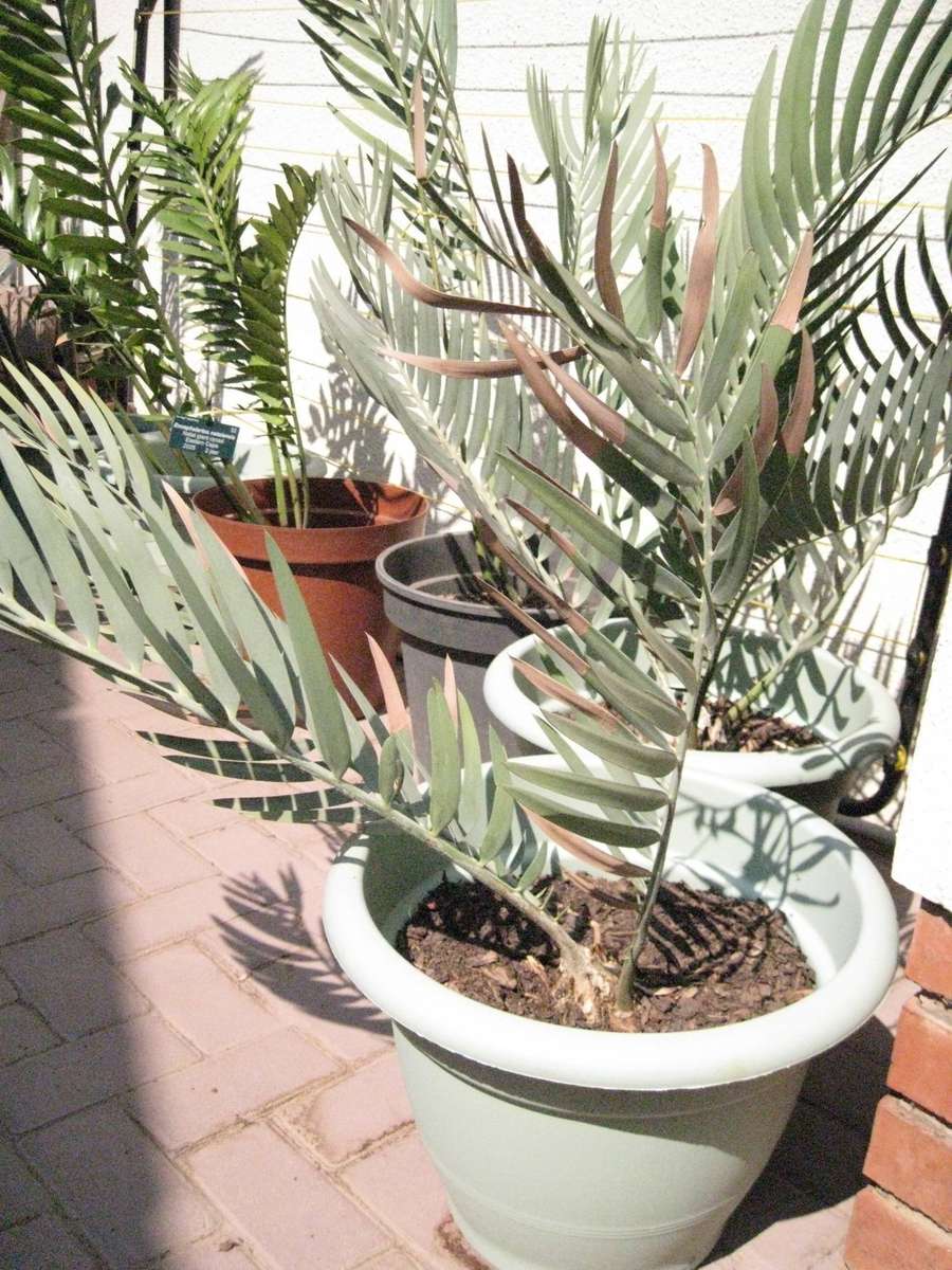 CYCAD: DOLOMITICUS 3 YEARS OLD 6 cm DIA, POTTED - SELLING PERMIT - RARE