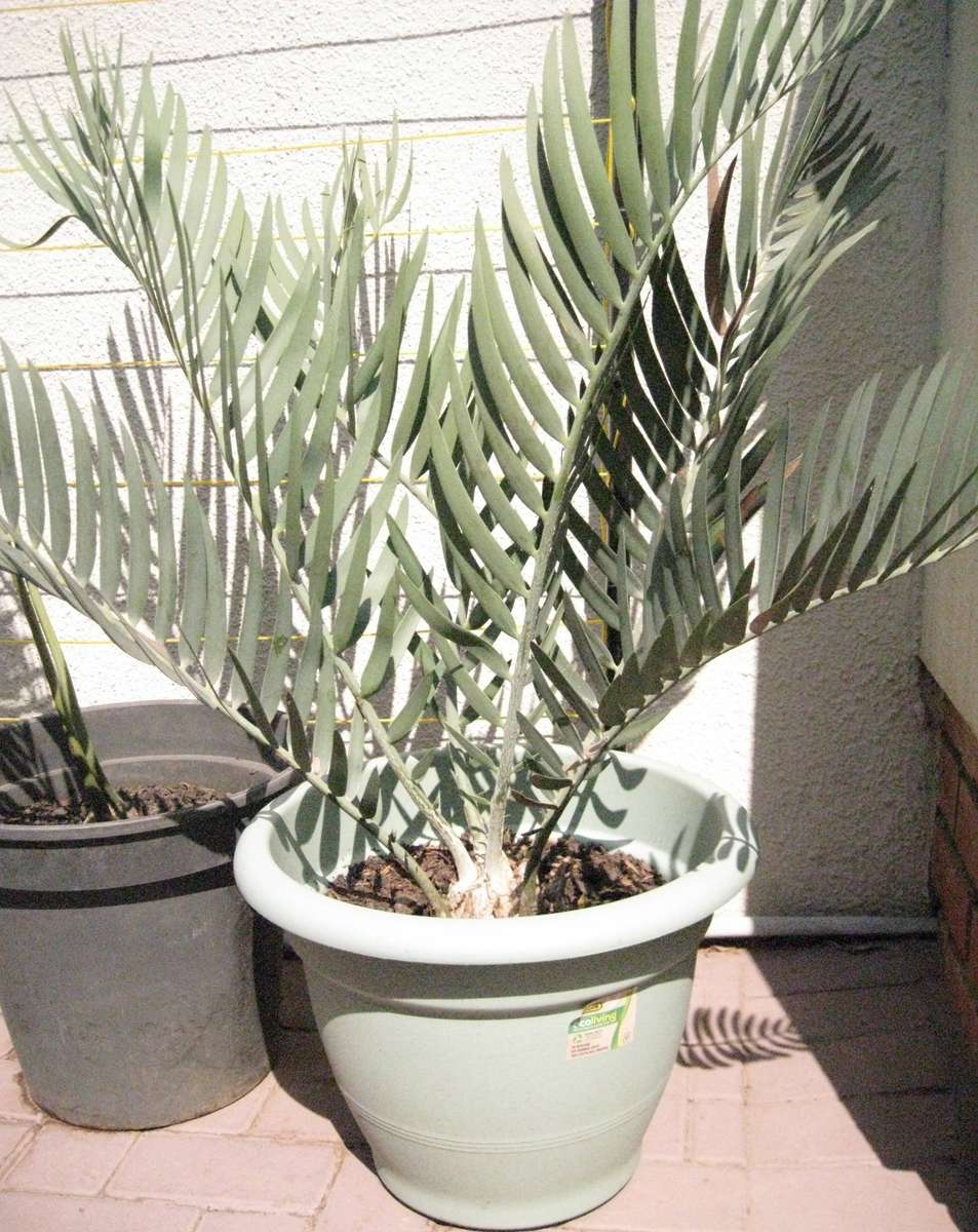 CYCAD: DOLOMITICUS 3 YEARS OLD 10 cm DIA, POTTED - SELLING PERMIT - RARE