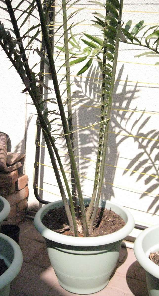 CYCAD: VILLOSIS 3 YEARS OLD POTTED - SELLING PERMIT