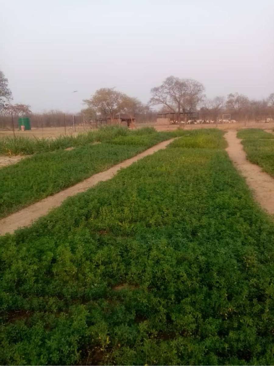 Lucerne seeds - Supersonic variety