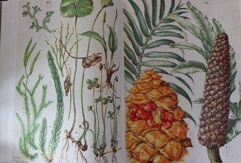 Wild Flowers of the Eastern Cape Province by A. Batten & H. Bokelmann