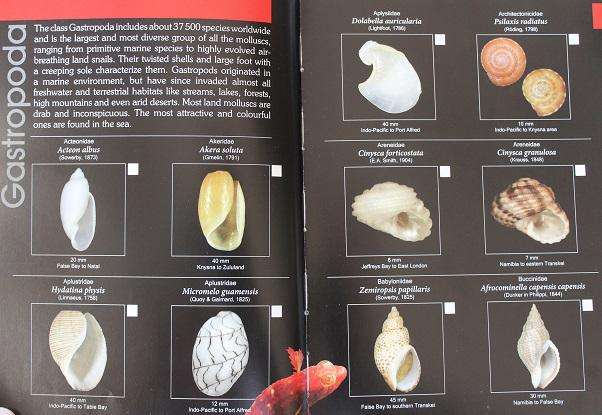 Field guide to South African Seashells Cape Region by Alwyn P. Marais