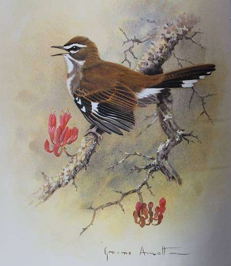 Robins of Africa by Terry Oatley-- Graeme Arnott
