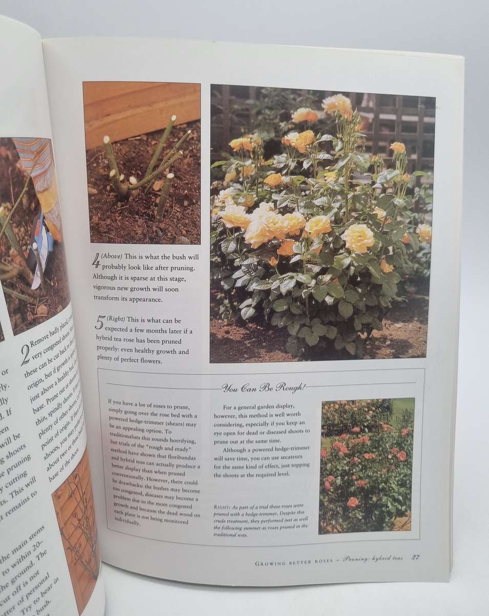 Successful Roses - Peter McHoy | A Gardener's Guide to Growing and Maintaining Roses