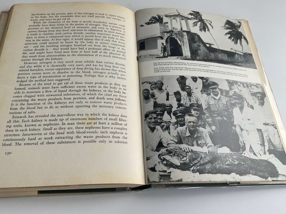 High Tide by Professor JLB Smith | Signed by Margaret M Smith