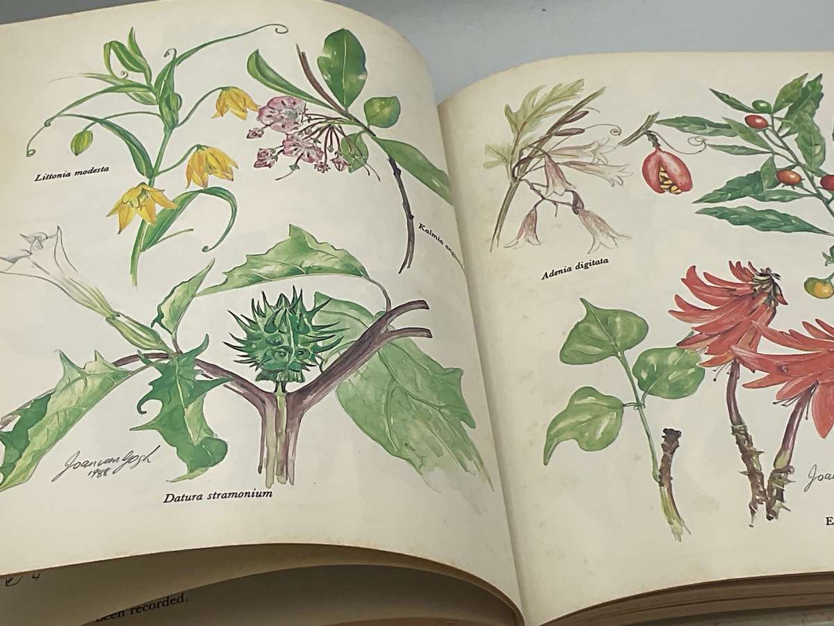 Poisonous Plants in South African Gardens and Park - A Field Guide by Joan Munday