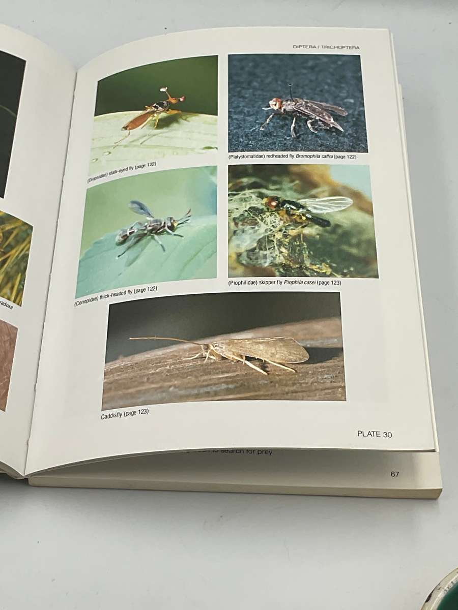 Field Guide to Insects of the Kruger National Park: Over 150 Groups Described and Illustrated Colour