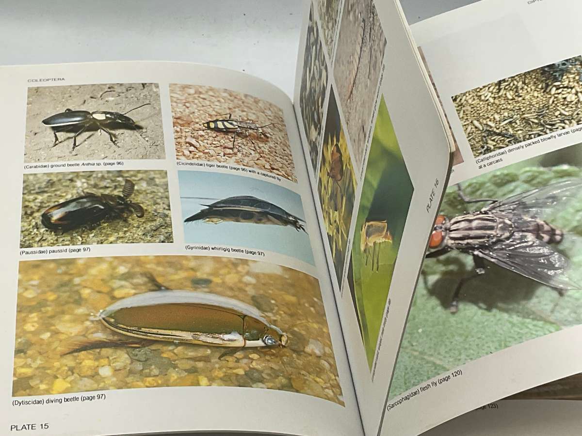 Field Guide to Insects of the Kruger National Park: Over 150 Groups Described and Illustrated Colour