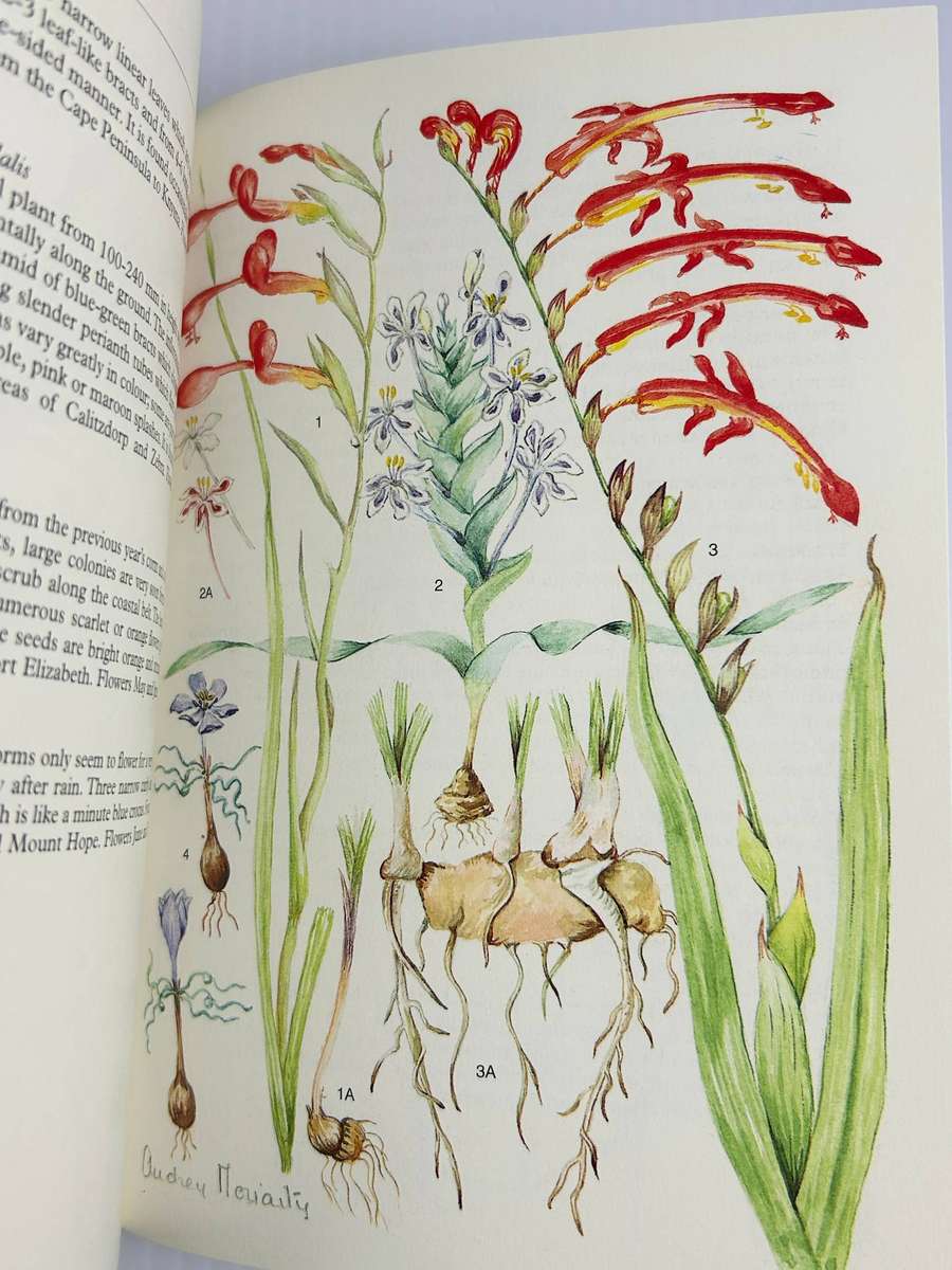 SA Wild Flower Guide 2 ~ Outeniqua, Tsitsikamma & Eastern Little Karoo - Audrey Moriarty