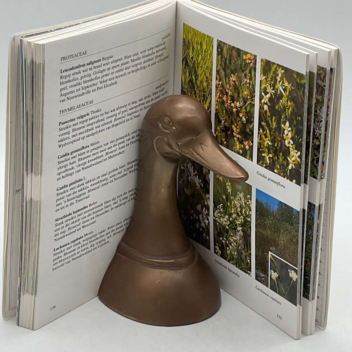 Weskus Veldblomgids van Suid-Afrika 7 - Teks deur John Manning & Peter Goldbatt