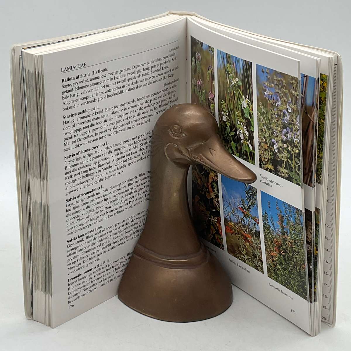 Weskus Veldblomgids van Suid-Afrika 7 - Teks deur John Manning & Peter Goldbatt