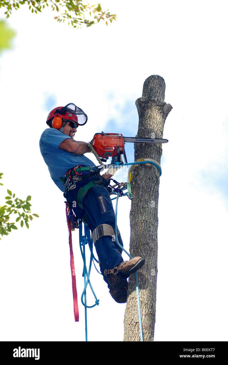 Tree climbing spike's