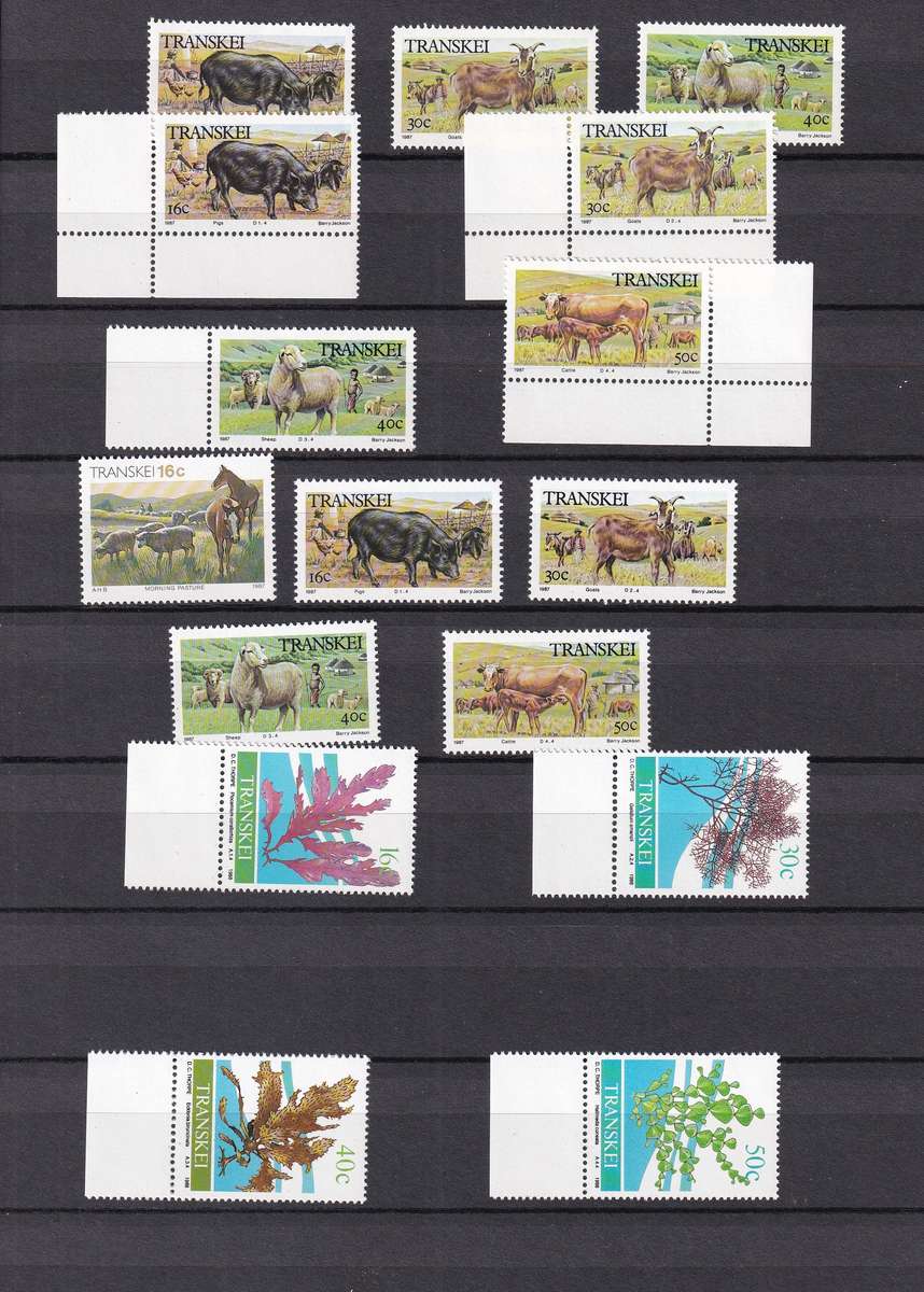 Kabe 16 page stamp album filled with MINT Transkei