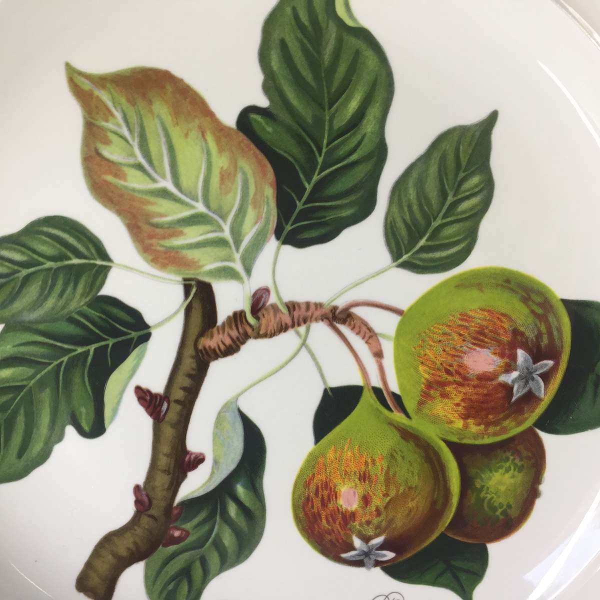 PORT MEIRON POMONA  DINNER PLATE   ' THE FEINTON SQUASH PEARS '  Design by : Susan Williams-Ellis