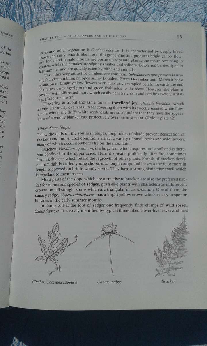 `The Magaliesberg`  Vincent Carruthers.  Hard cover.