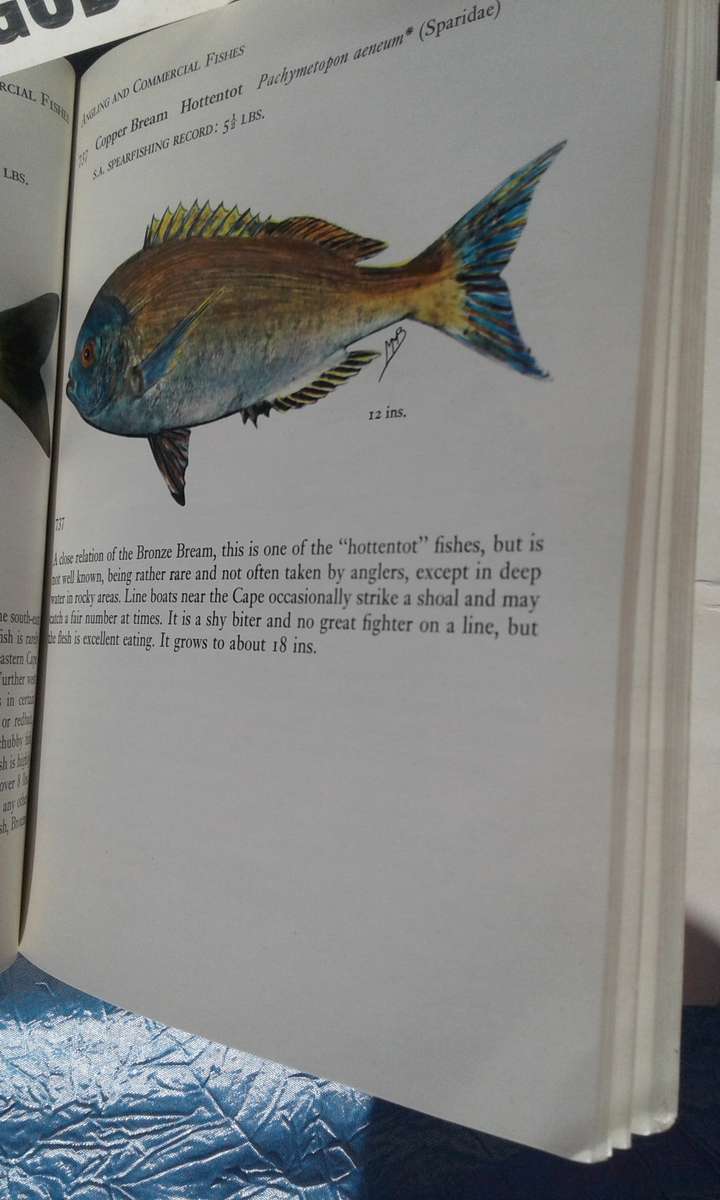 1966  `Fishes of the Tsitsikama Coastal National Park`Prof. J.L.R. Smith.   Soft cover.