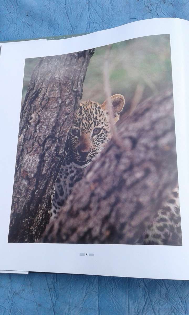 "Leopards of Londolozi"  Hard cover.