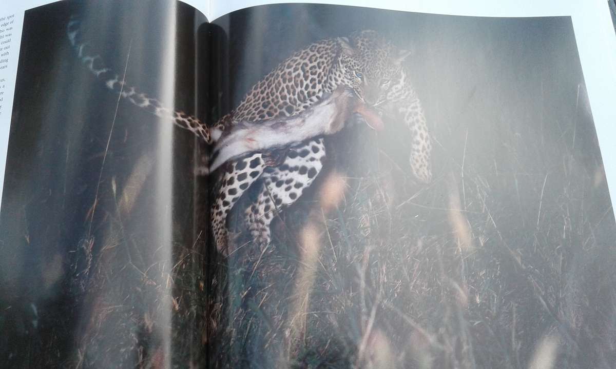 "Leopards of Londolozi"  Hard cover.