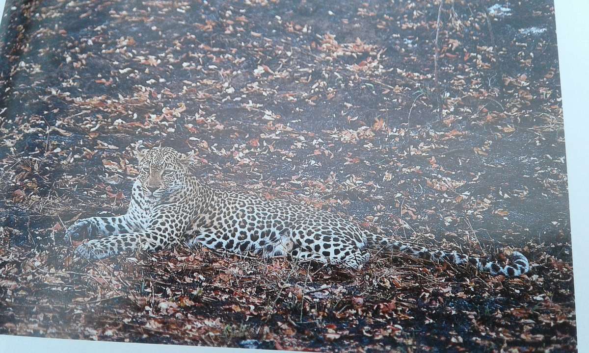 "Leopards of Londolozi"  Hard cover.