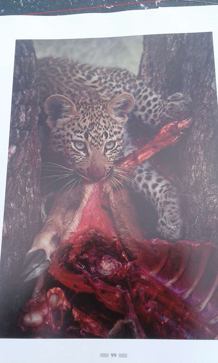"Leopards of Londolozi"  Hard cover.