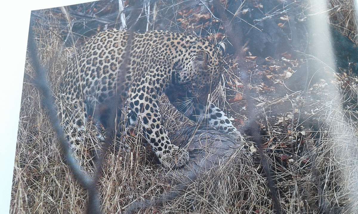 "Leopards of Londolozi"  Hard cover.