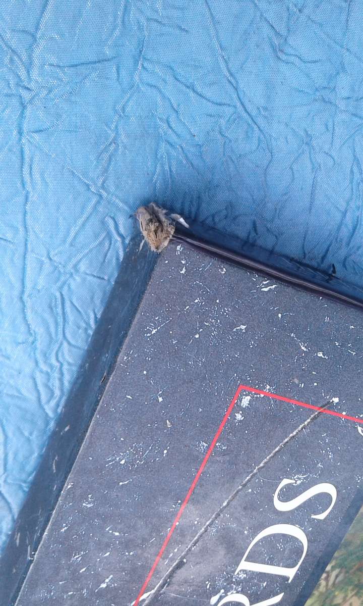 "Leopards of Londolozi"  Hard cover.