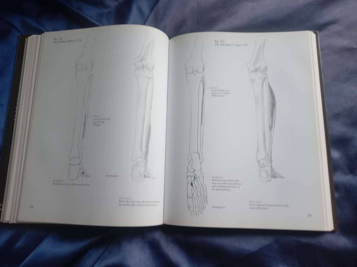 "Human Anatomy for Artists"  Hard cover.