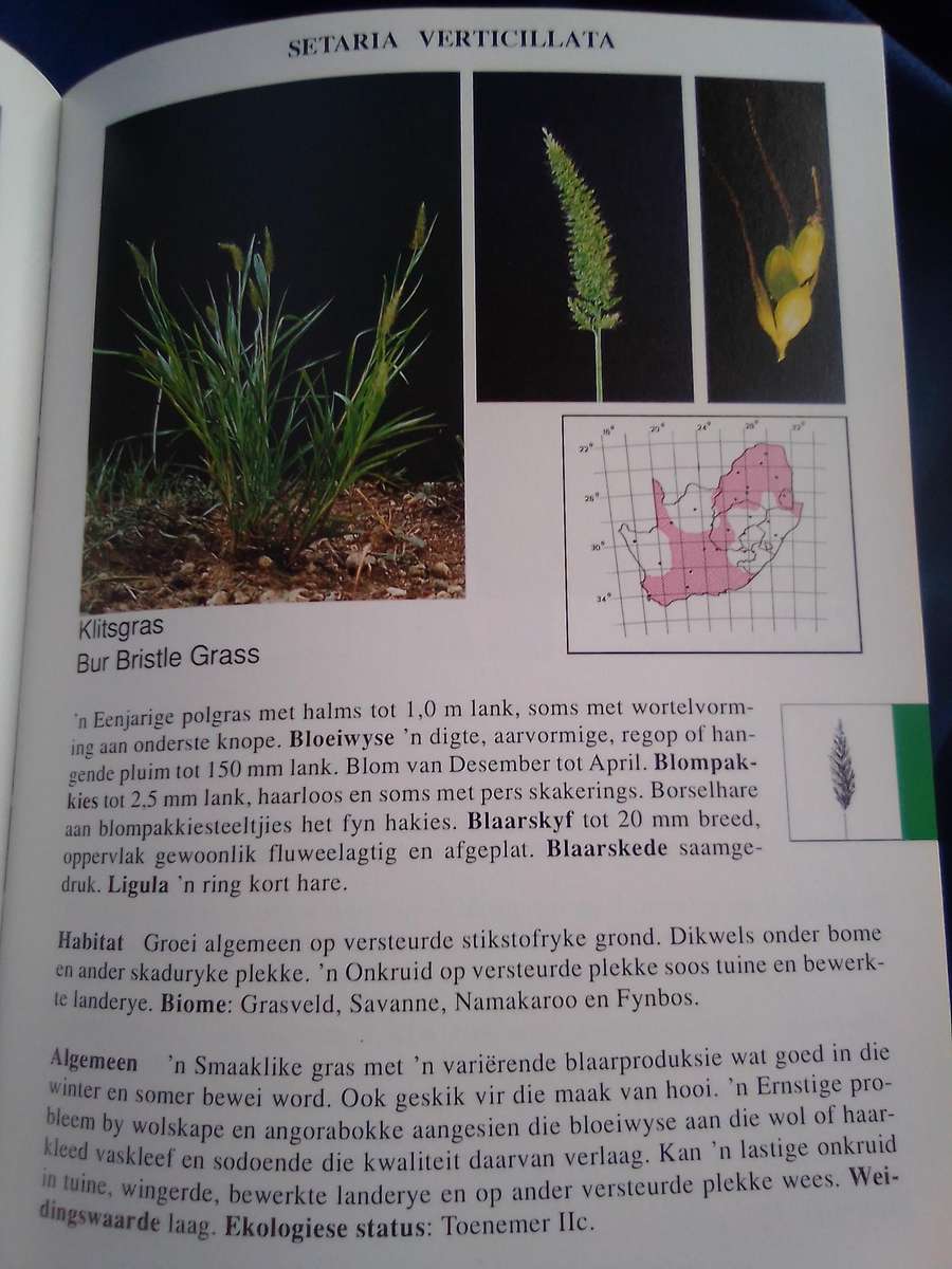 `Gids tot Grasse van Suid-Afrika"  Hard cover.