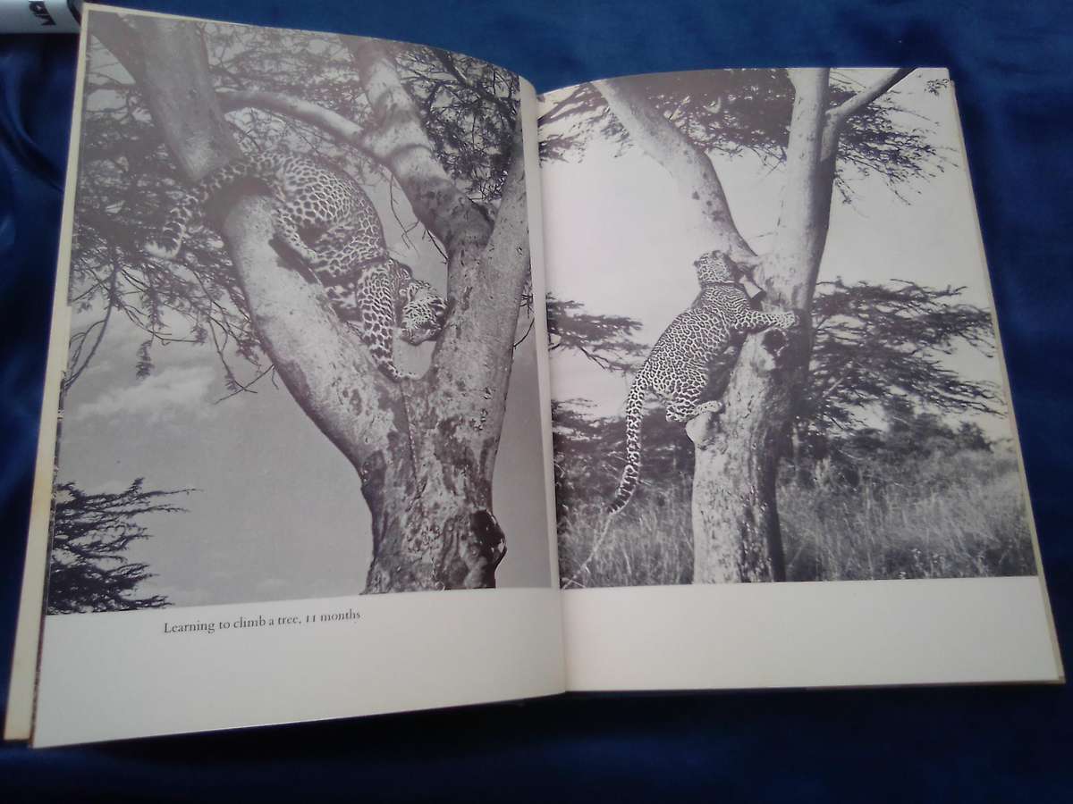 "Queen of Shaba"  Joy Adamson.  Hard cover.