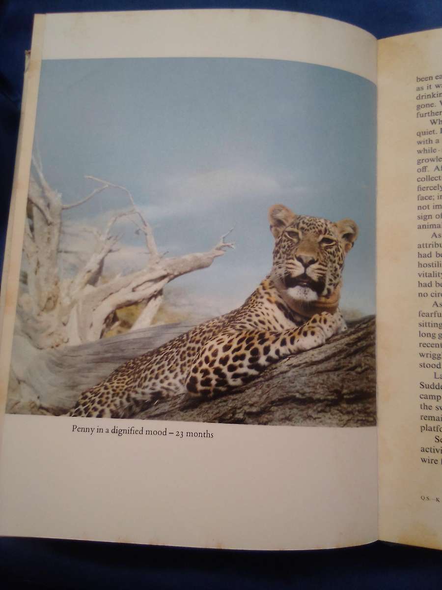 "Queen of Shaba"  Joy Adamson.  Hard cover.