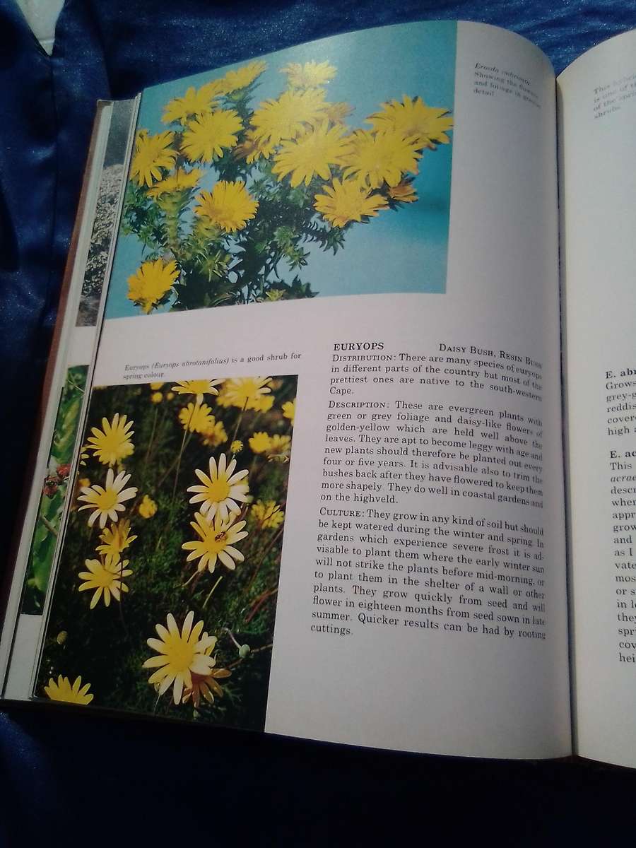 1976. `South African Shrubs and Trees for the Garden"  Una van der Spuy.  Hard cover.