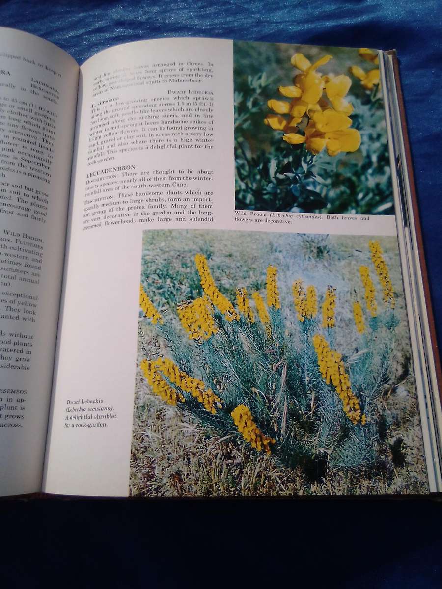 1976. `South African Shrubs and Trees for the Garden"  Una van der Spuy.  Hard cover.