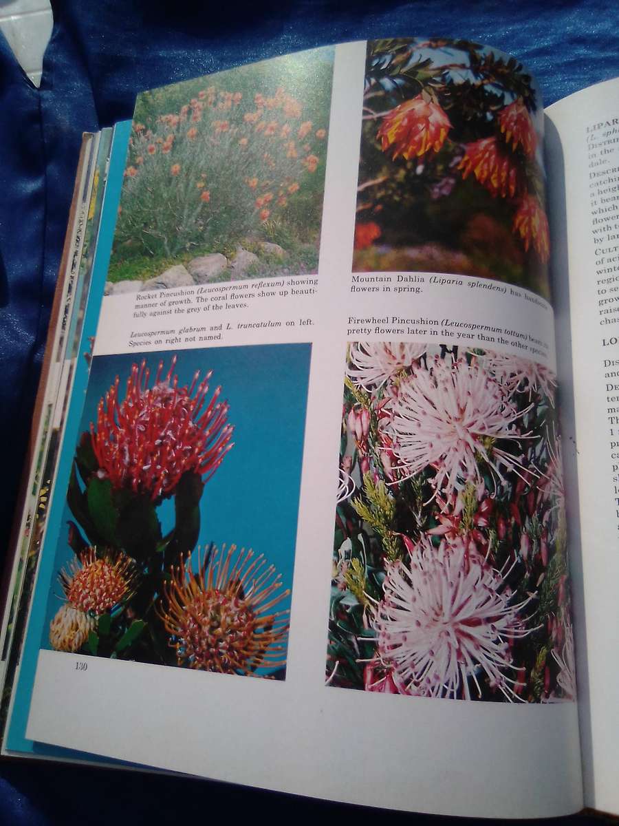 1976. `South African Shrubs and Trees for the Garden"  Una van der Spuy.  Hard cover.