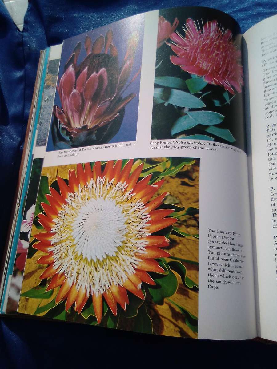 1976. `South African Shrubs and Trees for the Garden"  Una van der Spuy.  Hard cover.